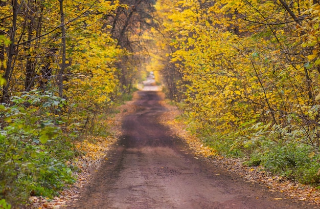 Foto herfst prachtig landschap met weg herfstbos