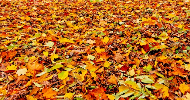 Herfst prachtig uitzicht op het park bos en bergbeek. hout