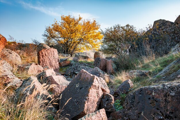 Herfst prachtige vergeelde vegetatie en grijze stenen bedekt met veelkleurig korstmos en mos in de natuur van de Karpaten en het pittoreske Oekraïne