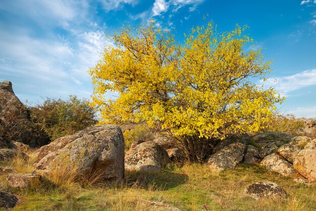 Herfst prachtige vergeelde vegetatie en grijze stenen bedekt met veelkleurig korstmos en mos in de natuur van heuvels en het pittoreske oekraïne