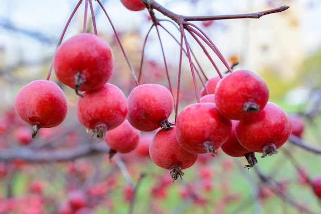 Herfst rijpe appels close-up. Selectieve aandacht. Herfst landschap.