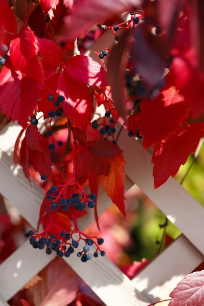 Herfst rode bladeren en blauwe bessen op een achtergrond van een hek