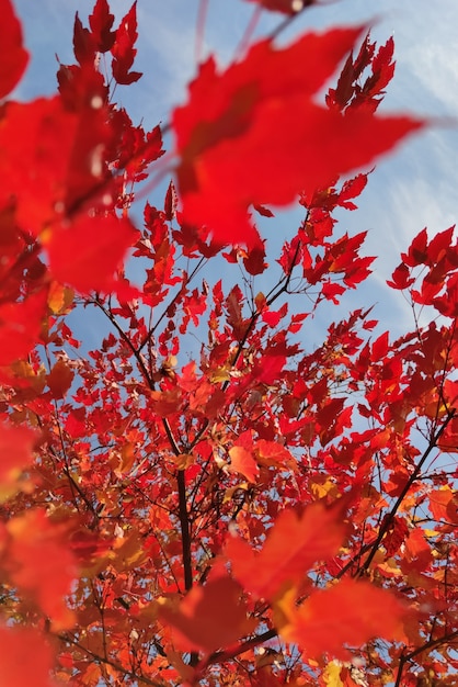 Herfst rode bladeren van een kloon op de achtergrond van een blauwe lucht