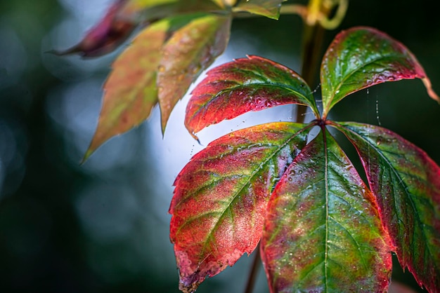 Herfst rode bladeren van wilde druiven close-up achtergrond