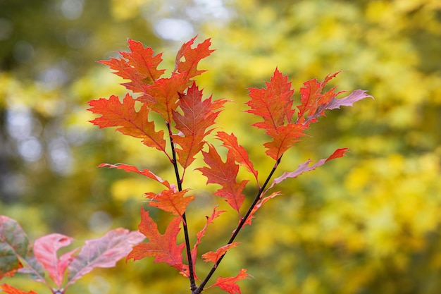 Herfst rode eikenbladeren in het bos op een boom met onscherpe achtergrond