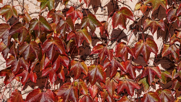 Herfst rode en gele bladeren van druiven tegen de muur achtergrond.