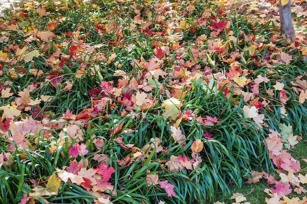 Herfst rode en gele gevallen esdoornbladeren op groen gras Tuinieren tijdens het herfstseizoen Gazon schoonmaken van bladeren