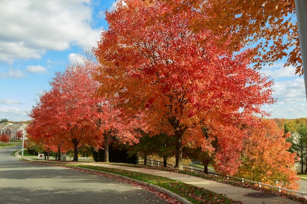 Herfst rode esdoorn bladeren met geel blad op de achtergrond