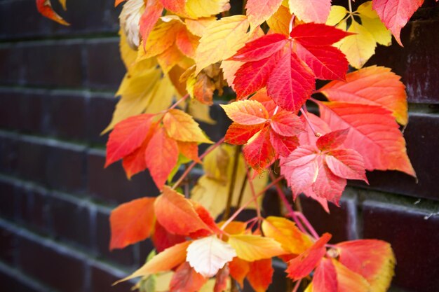 Herfst rode kleurrijke boombladeren