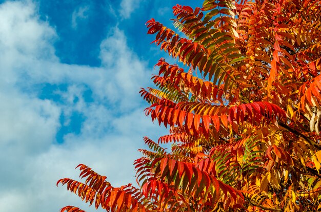 Herfst rode, oranje en gele bladeren met blauwe hemel