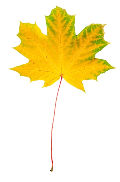 Herfst rood en groen esdoornblad geïsoleerd op een witte achtergrond