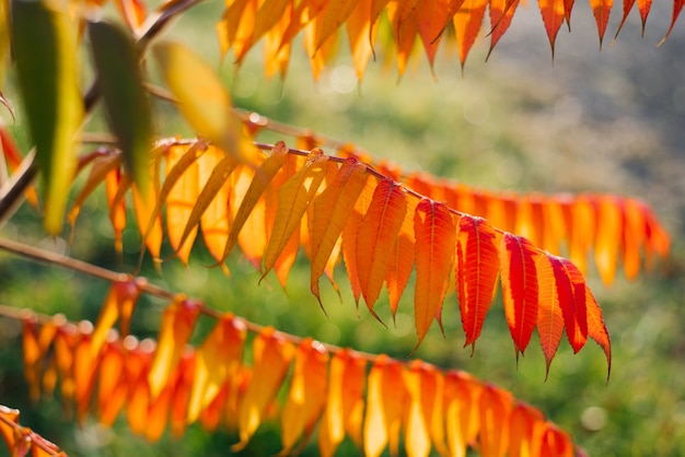 Herfst rood oranje bladeren van sumak of azijnboom