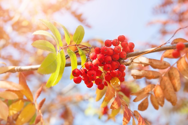 Herfst rowan boom met rode bessen en kleurrijke bladeren. Selectieve focus