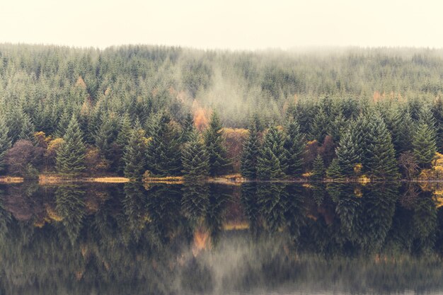 Herfst scène, mist over de bomen naast het meer