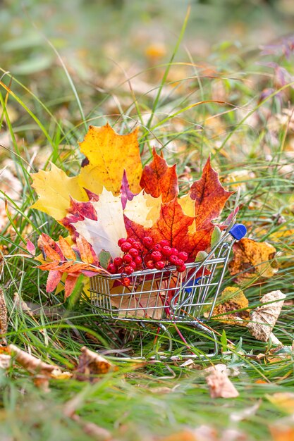 Herfst seizoen esdoorn bladeren, bessen in supermarkt trolley