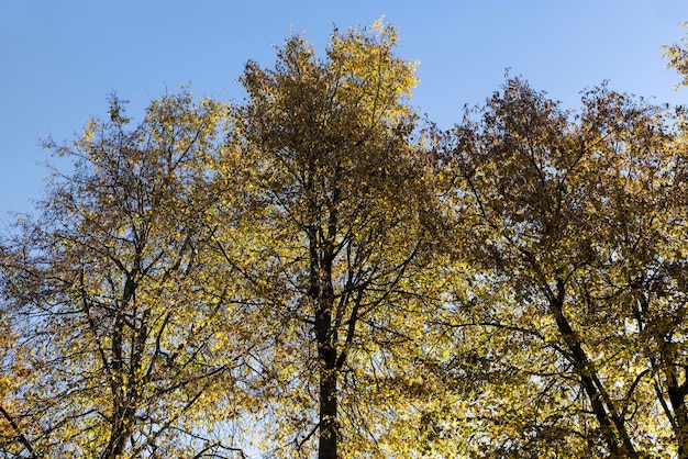 Herfst seizoen in het park het gebladerte