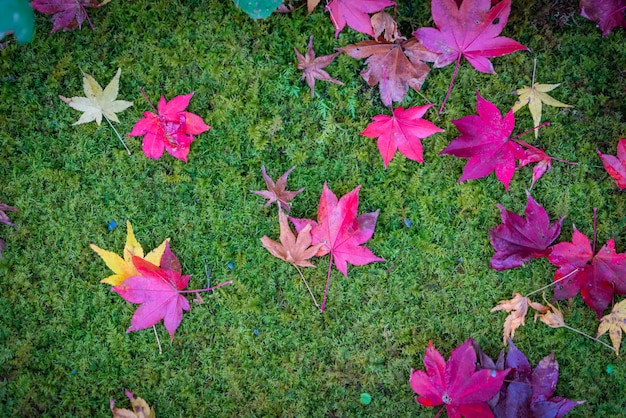 Herfst seizoen in Japan