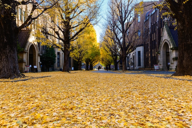 Herfst seizoen in Japan