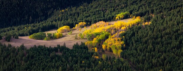 Herfst seizoen kleur bomen in het bos lucht Canadese natuur landschap