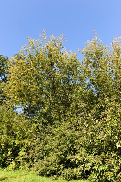 herfst seizoen landschap