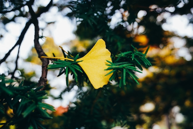 Herfst seizoen van boom en bladeren