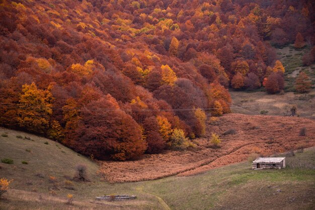 Herfst seizoensgebonden landschap met kleurrijke bomen en mist