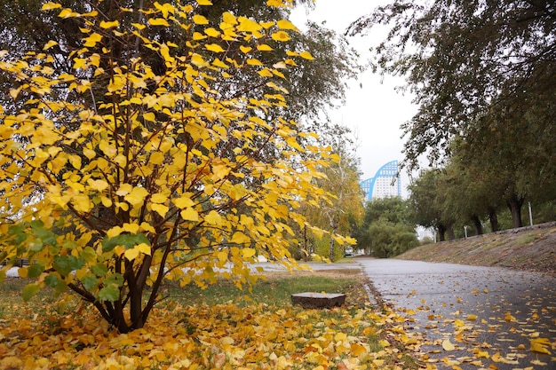 Herfst stadsgezicht met gele bladeren