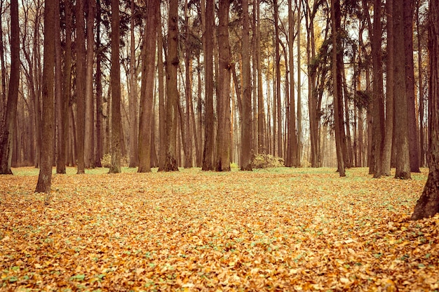 Herfst stadspark of bos, vallende bomen en gevallen geeloranje gebladerte op de grond