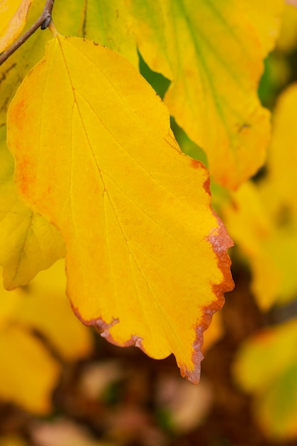 Herfst stemming. Geel blad aan de boom