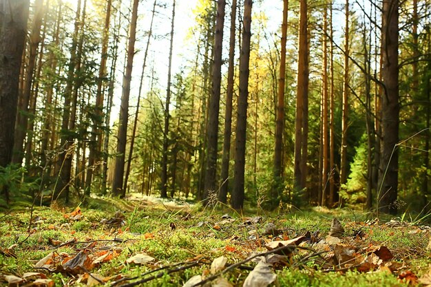 herfst taiga boslandschap, uitzicht op de natuur vallen in de bergen