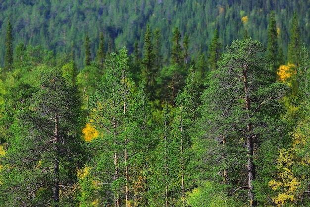 herfst taiga boslandschap, uitzicht op de natuur vallen in de bergen