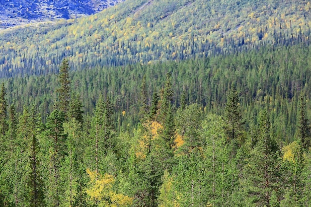 herfst taiga boslandschap, uitzicht op de natuur vallen in de bergen