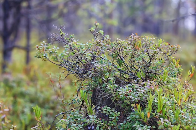 herfst taiga boslandschap, uitzicht op de natuur vallen in de bergen