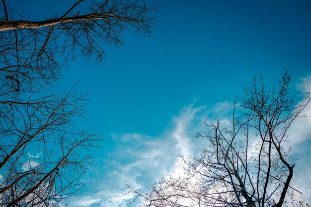 Herfst takken op de bewolkte blauwe hemel