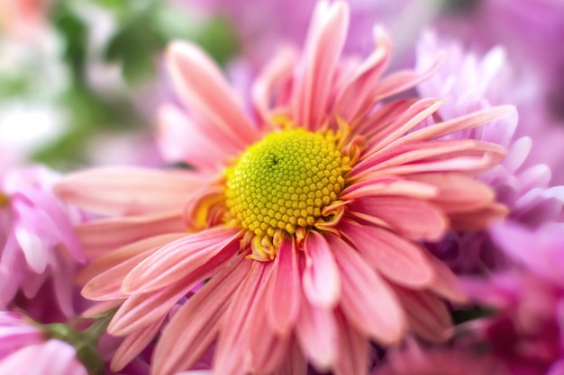 Herfst tuin chrysant bloem