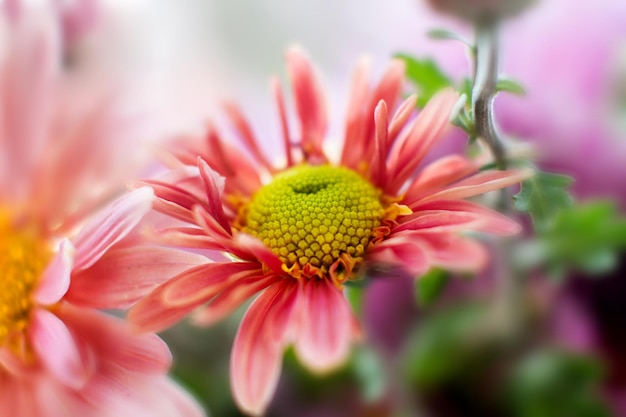 Herfst tuin chrysant bloem