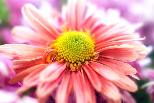 Herfst tuin chrysant bloem