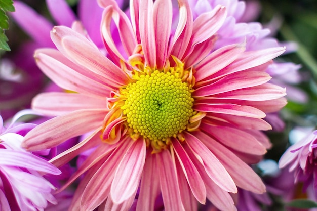 Herfst tuinchrysant bloema