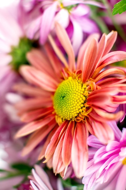 Herfst tuinchrysant bloema