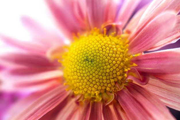 Herfst tuinchrysant bloema