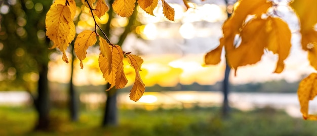 Herfst uitzicht met een boomtak met gele bladeren en bomen in de buurt van de rivier bij zonsondergang