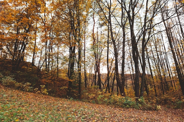 Herfst uitzicht op het bos