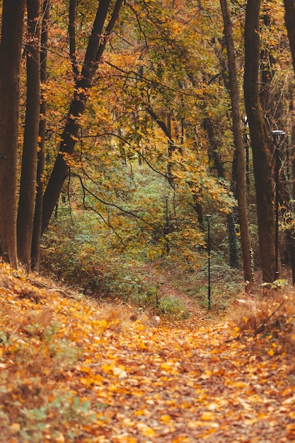 Herfst uitzicht op het bos