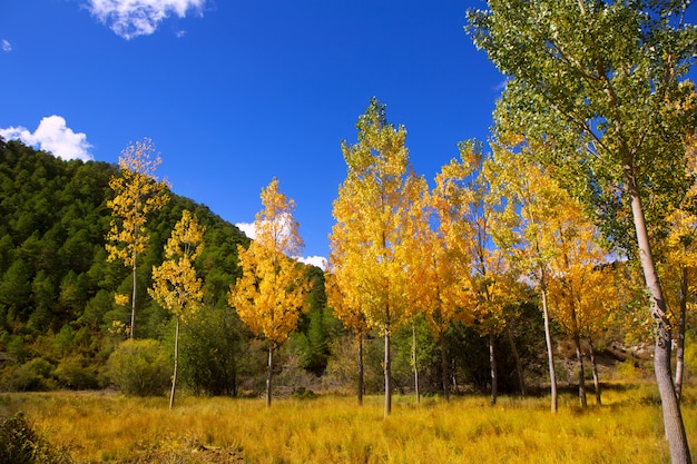 Herfst val bos met gele gouden populier bomen