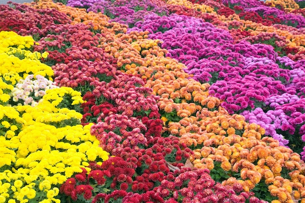 Herfst veelkleurige chrysant bloem slecht (gestreepte achtergrond)