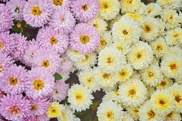 Herfst veelkleurige chrysant bloem