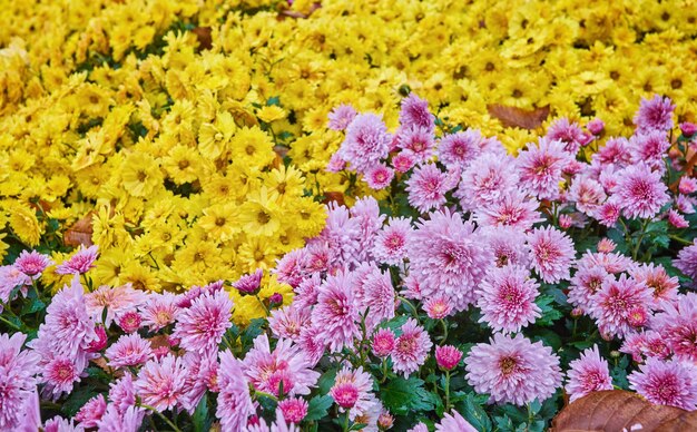 Herfst veelkleurige chrysant bloem