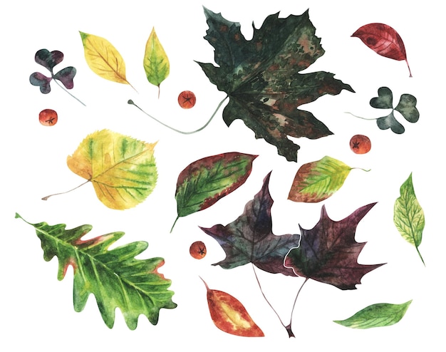Herfst verschillende bladeren en bessen set met de hand getekend groen rood oranje geel aquarel illustratie