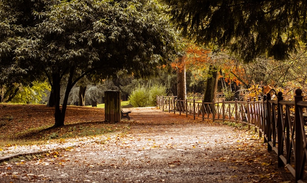 Herfst wandelpad in het bos