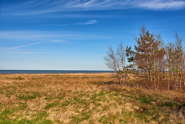 Herfst weelderig droog bos in het ecosysteem hoge pijnbomen groeien met de natuur in harmonie en kopiëren ruimte Rustige ochtendzon met uitzicht op een zen rustige jungle Rustgevende natuur met frisse lucht